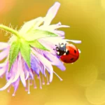 La sagesse pour tous : Comment acquérir la sagesse dans notre vie quotidienne ?