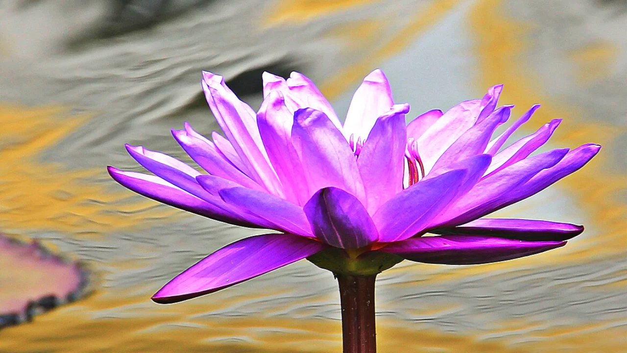 Lire la suite à propos de l’article Connexion divine : Recevoir guidance et protection spirituelle