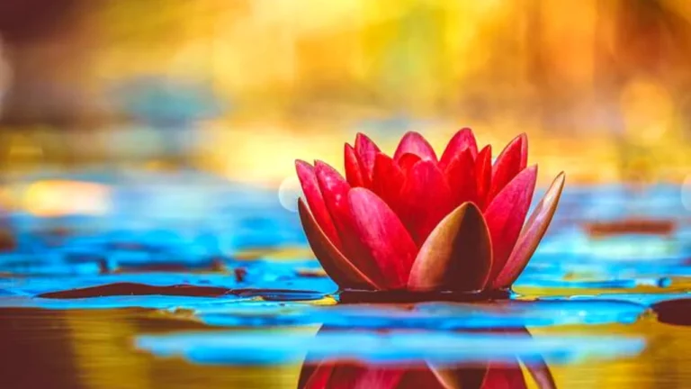 Lire la suite à propos de l’article GUIDE INTROSPECTION : Gestion du stress